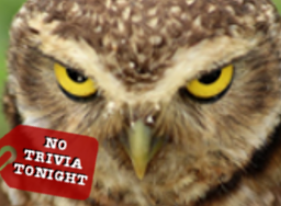 No trivia tonight (Superb Owl)